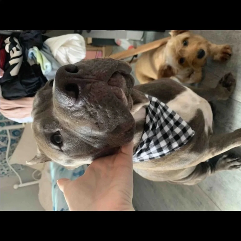 PET BANDANA
